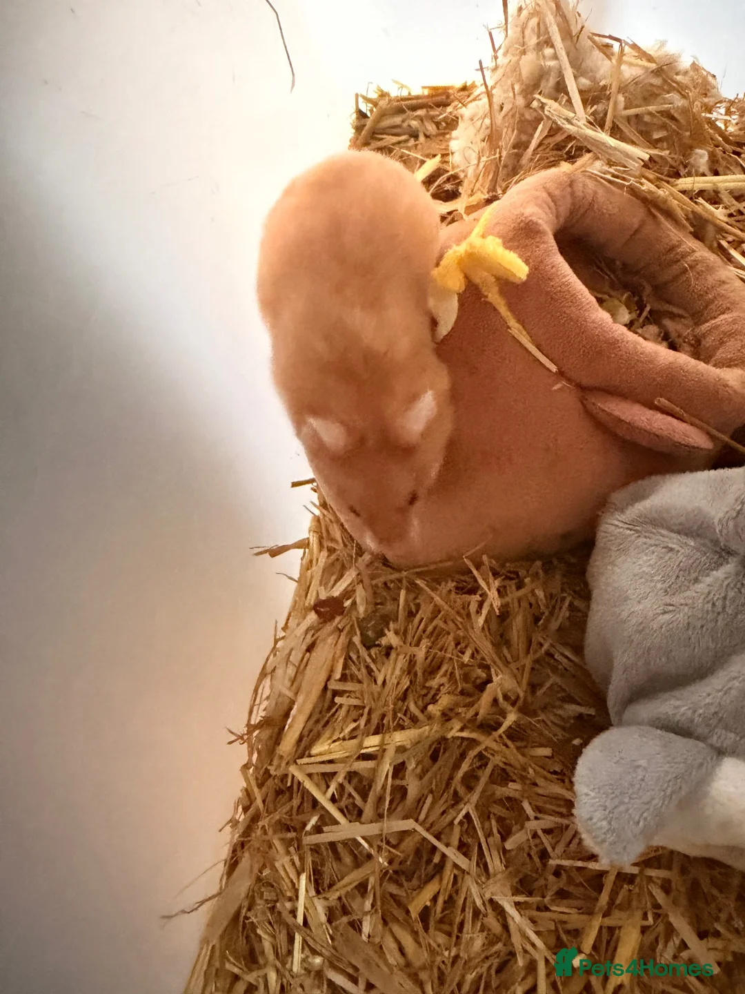 Hamster rodents for sale: Hamsters ready now  - Advert 5