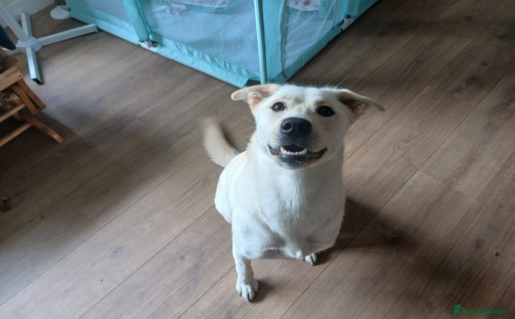 Mixed Breed dogs - Advert 13