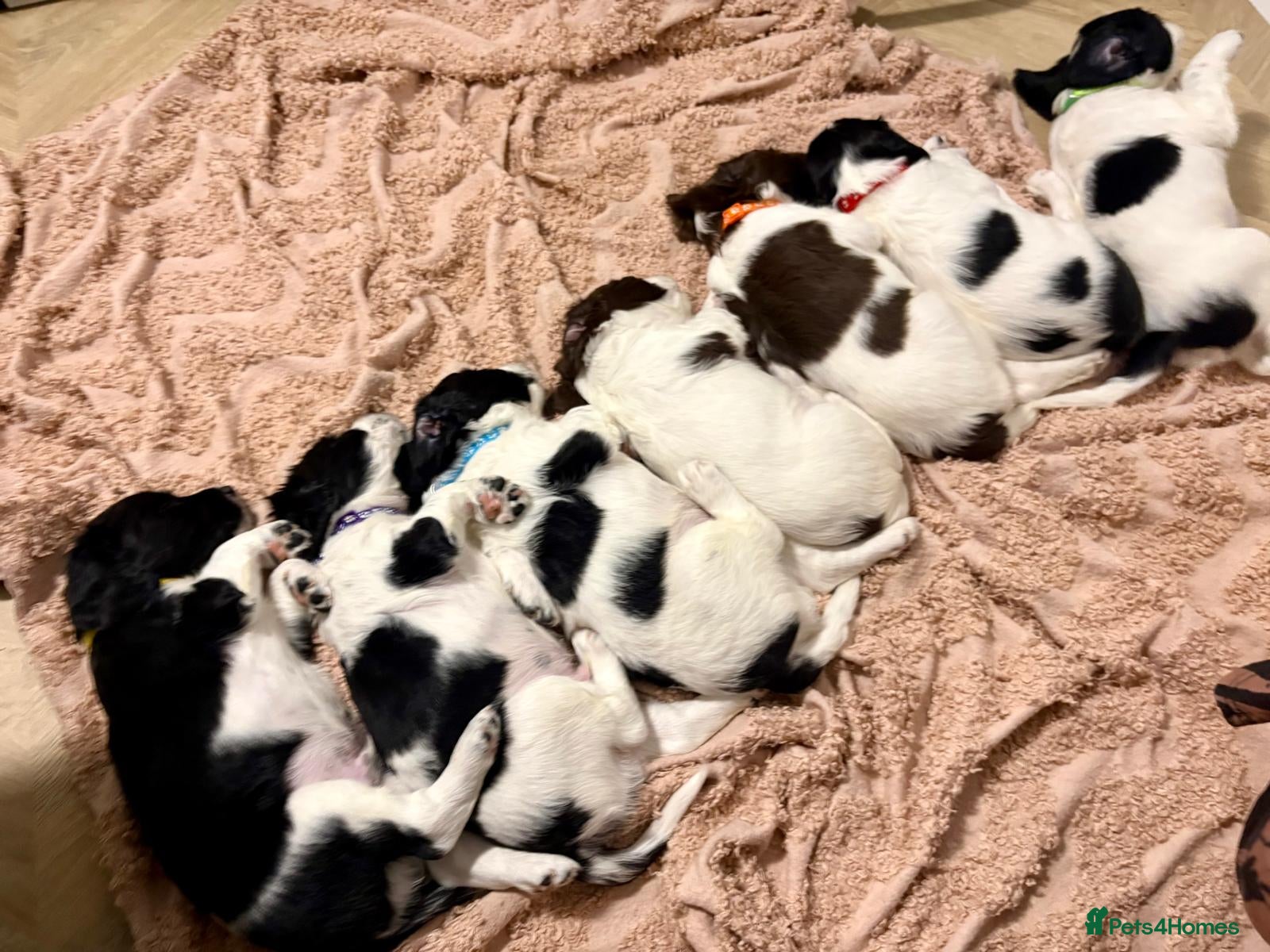 English Springer Spaniel dogs 4 weeks old🐶❤️AdorableSpringerSpanielPuppie 🐶❤️  - Advert 1