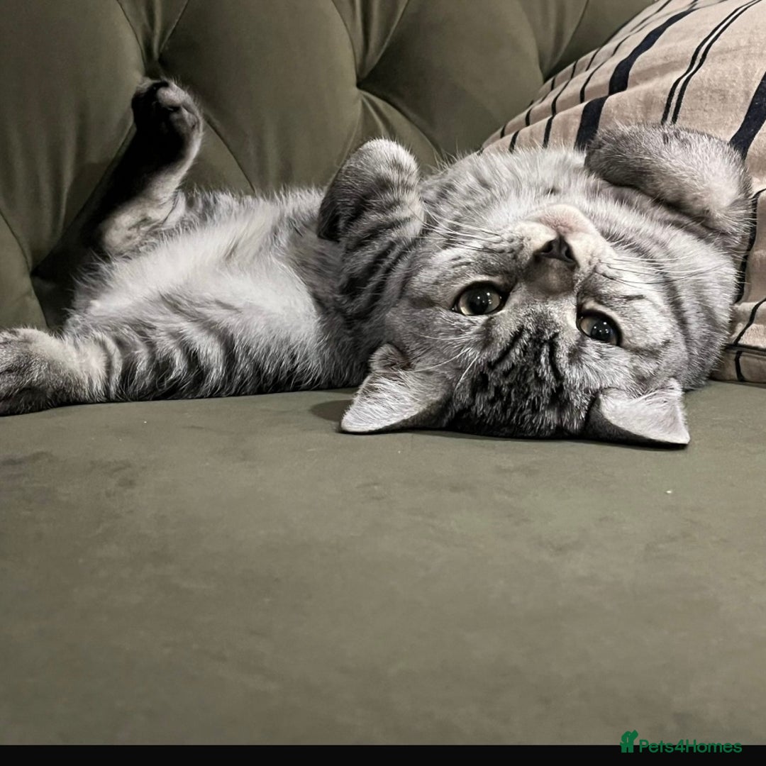 British Shorthair cats for sale: GCCF reg 6 month old BSH boy - Image 5