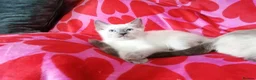 Ragdoll cats for sale: Ragdoll x British shorthair kittens - Advert 9