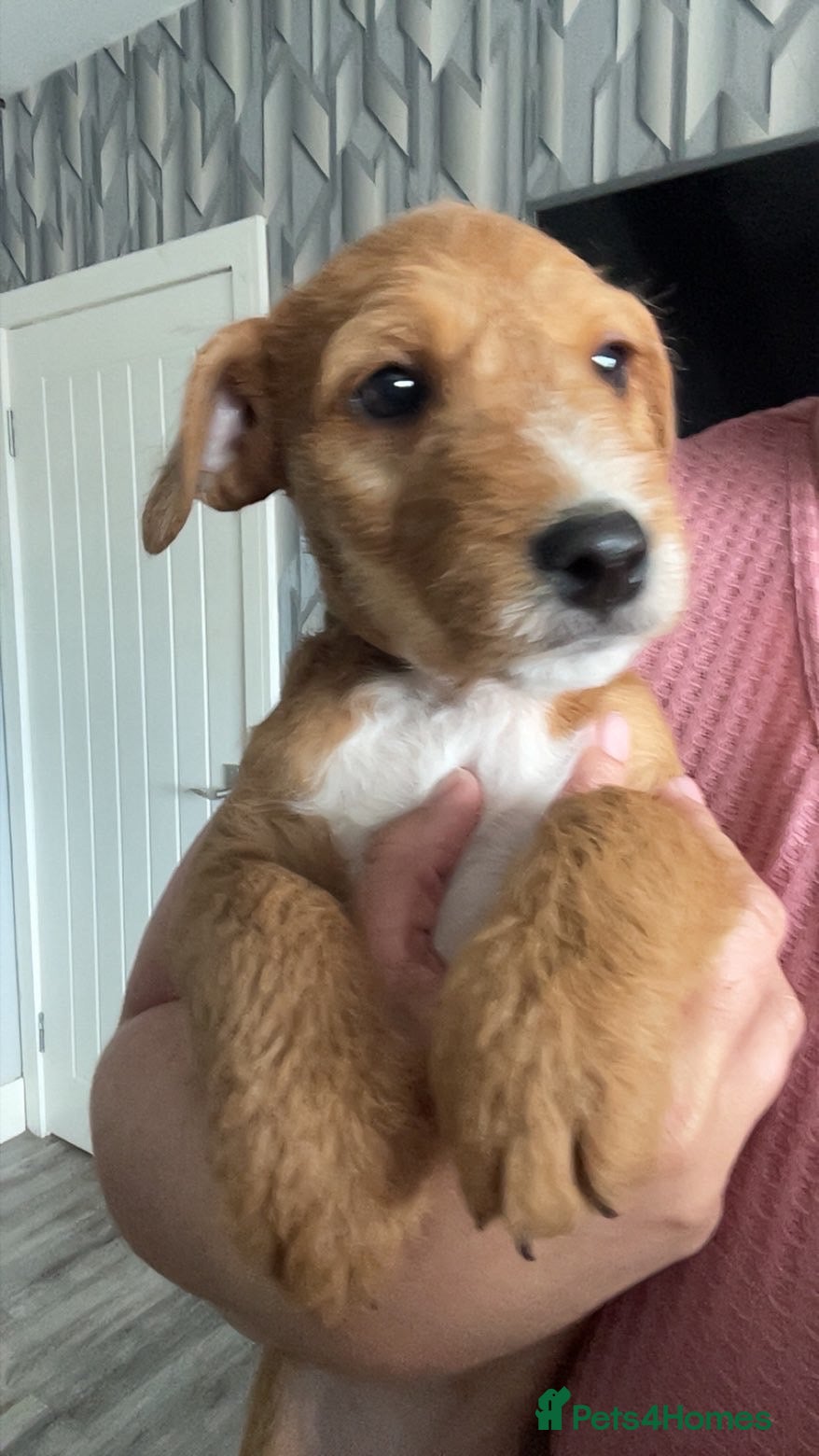 Lakeland Terrier dogs Working Lakeland terrier puppies  - Advert 2