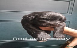 Mixed Breed dogs for sale: Newfoundland X Bernese Mountain Dog Puppies  - Image 5