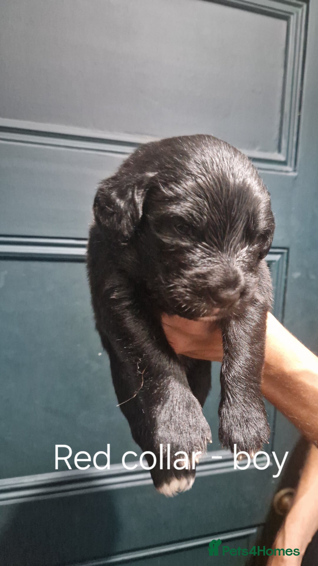 Mixed Breed dogs for sale: Newfoundland X Bernese Mountain Dog Puppies  - Image 5