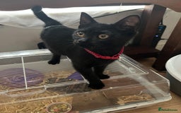Mixed Breed cats for sale: Gorgeous boy  - Image 1