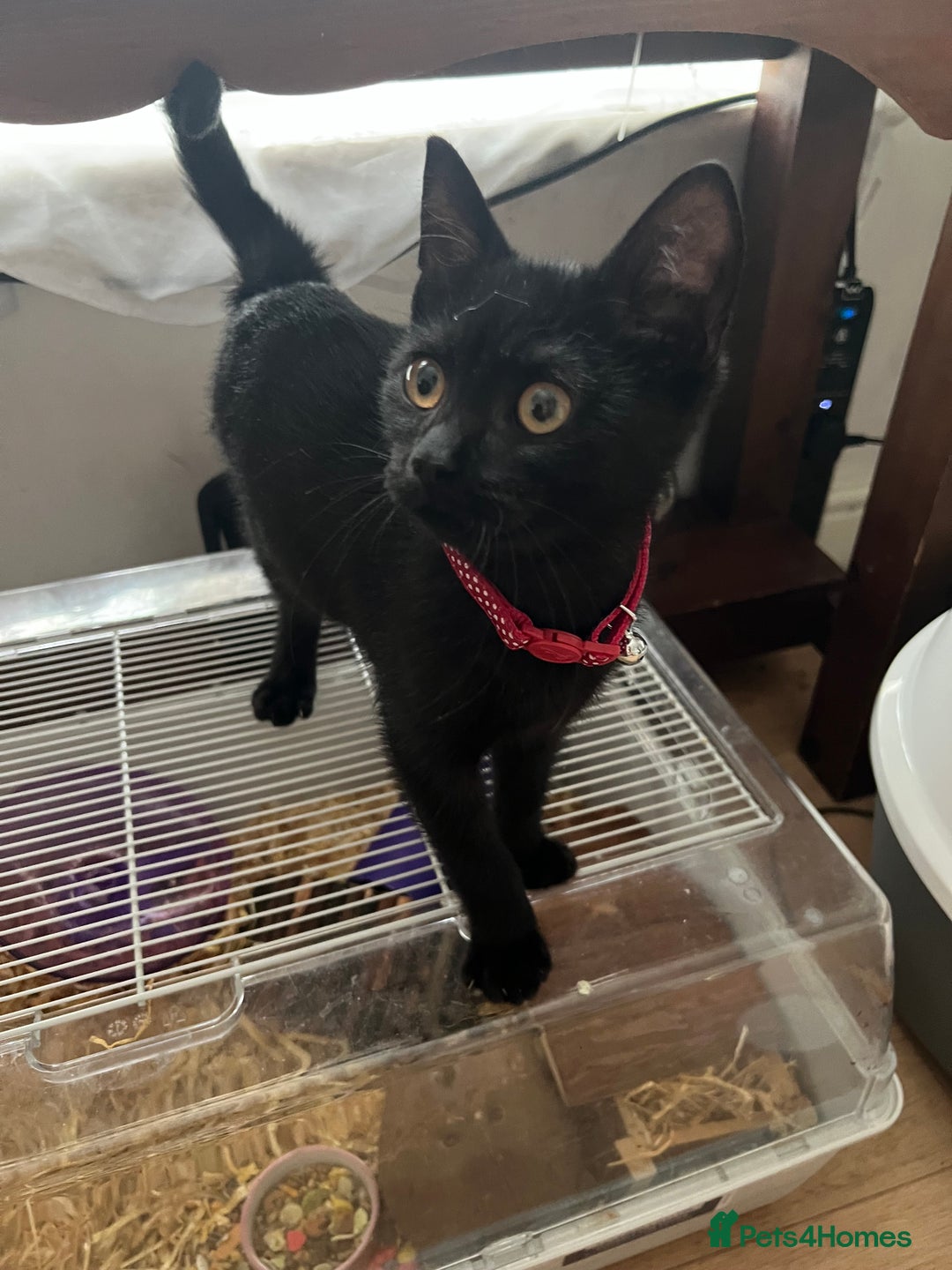 Mixed Breed cats for sale: Gorgeous boy  - Image 1