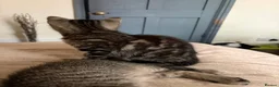 Mixed Breed cats for sale: Kittens looking for a forever home - Advert 3