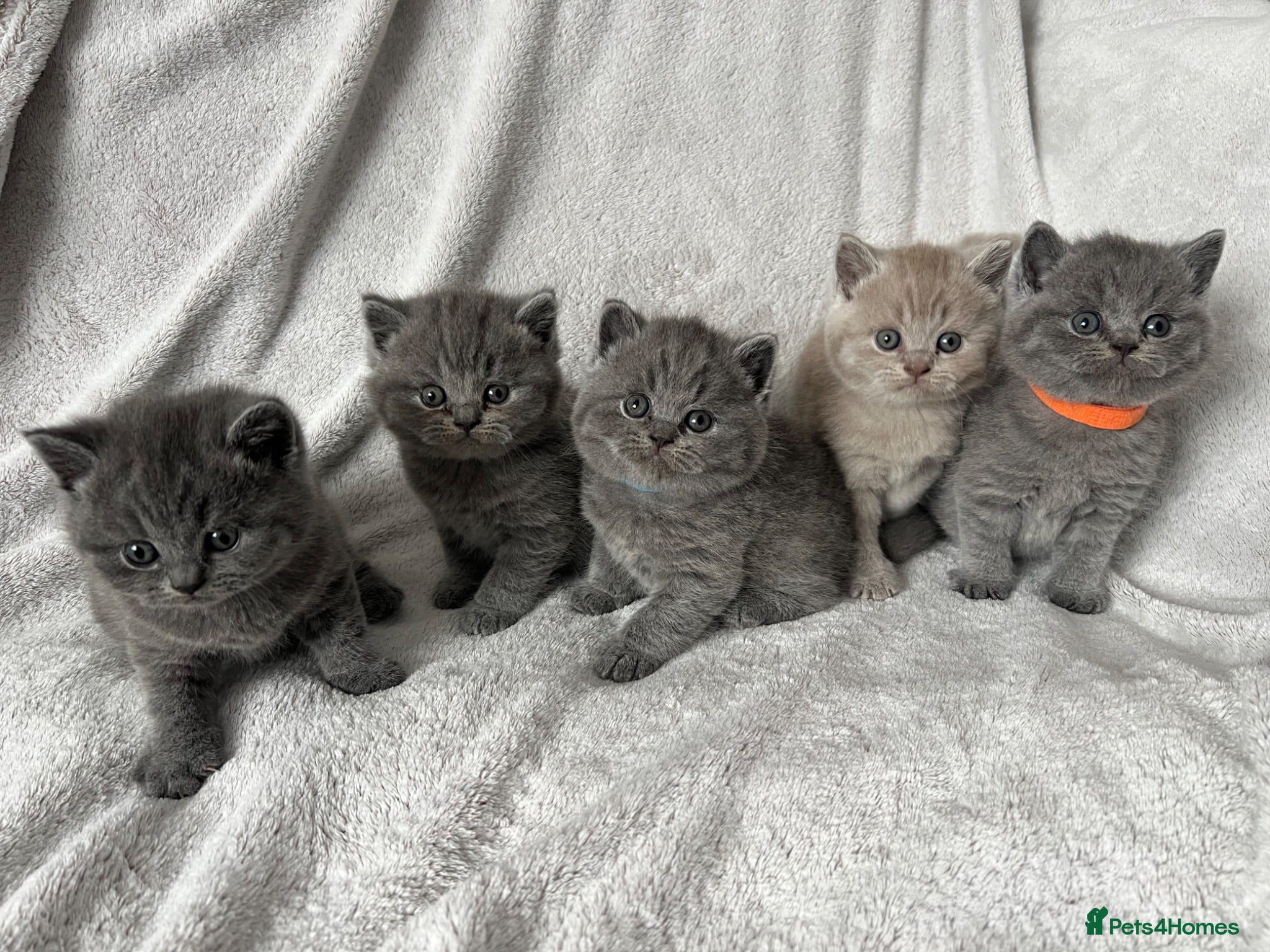 British Shorthair cats 👑 Championline GCCF registered BSH kittens 👑 - Advert 1