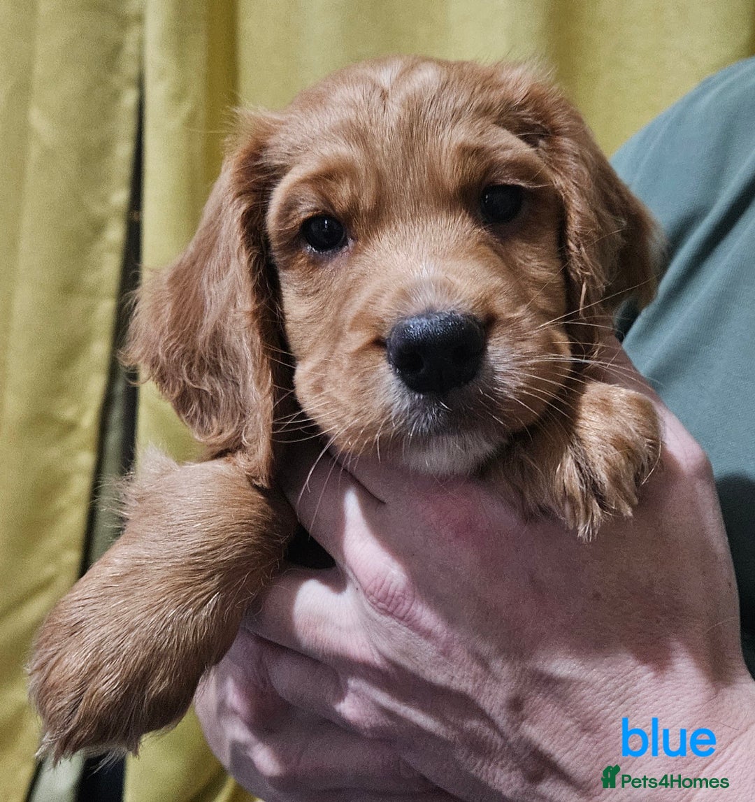 Cocker Spaniel dogs for sale: 5 stunning Cocker Spaniel puppies for sale.  - Advert 28