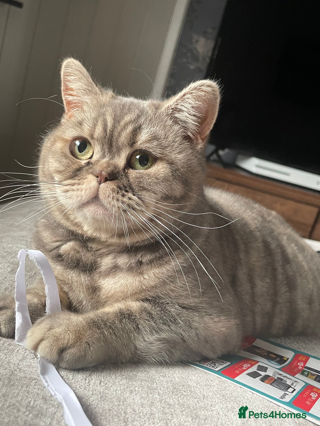 British Shorthair cats for sale: Stunning Silvers - Image 10