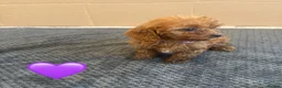 Cavapoo dogs for sale: Beautiful Cavapoo Puppies🐶❤️ - Advert 8