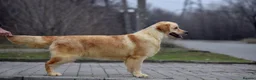 Golden Retriever dogs for sale: 5 exceptional golden retrievers  - Advert 8