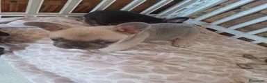 French Bulldog Puppy 2