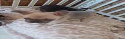 French Bulldog dogs for sale: 2 beautiful pups left male/female  - Advert 4