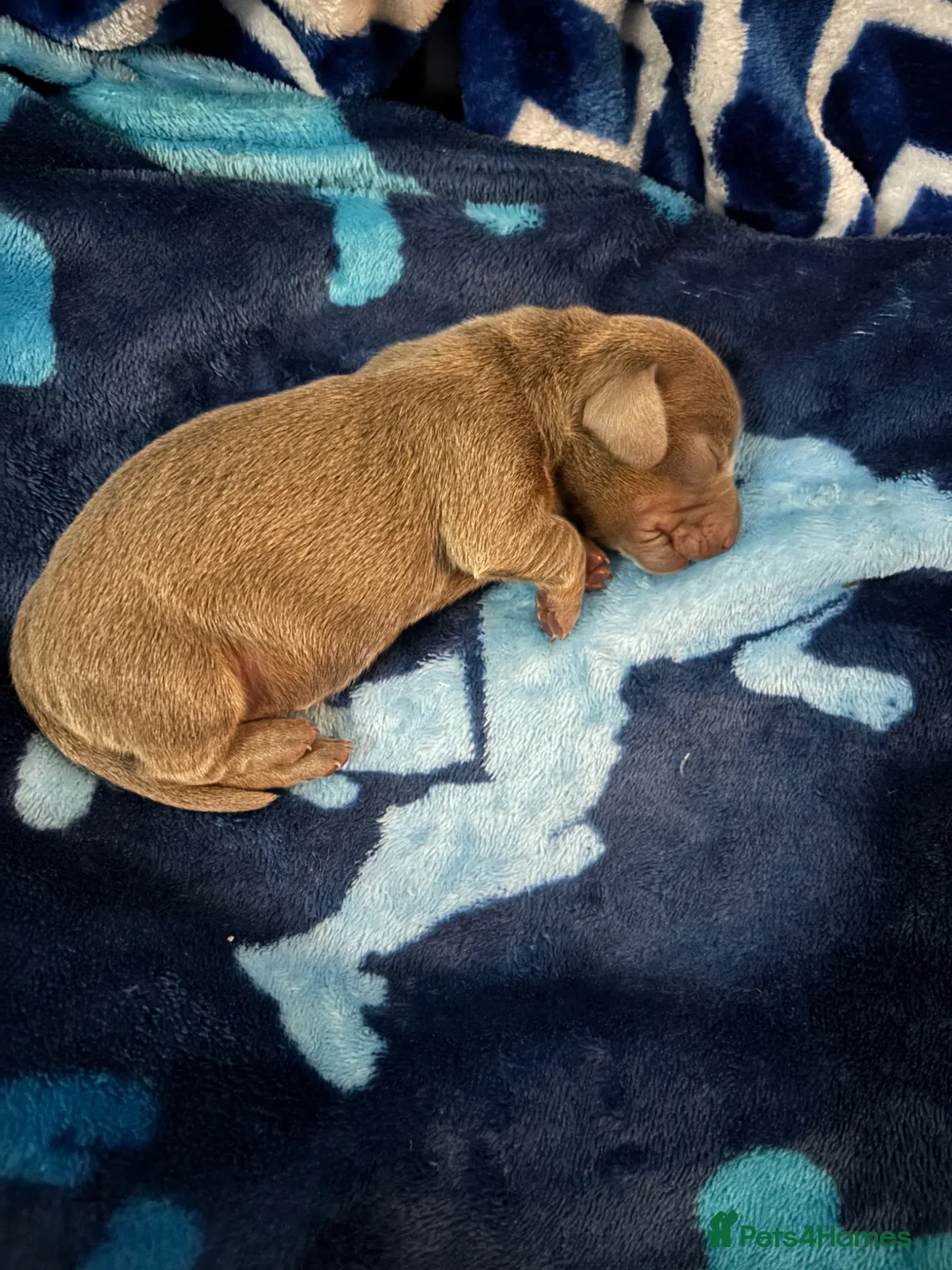 Dachshund dogs for sale: Dachshound Rabbit sized puppies stunning  in Blackpool - Advert 11