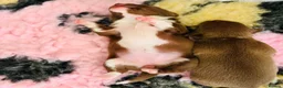 Chihuahua dogs for sale: Beautiful Chihuahua Puppies Raised in Loving Home - Advert 12