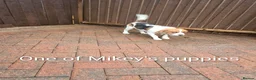 Beagle dogs for stud: Beagle for Stud - Advert 4