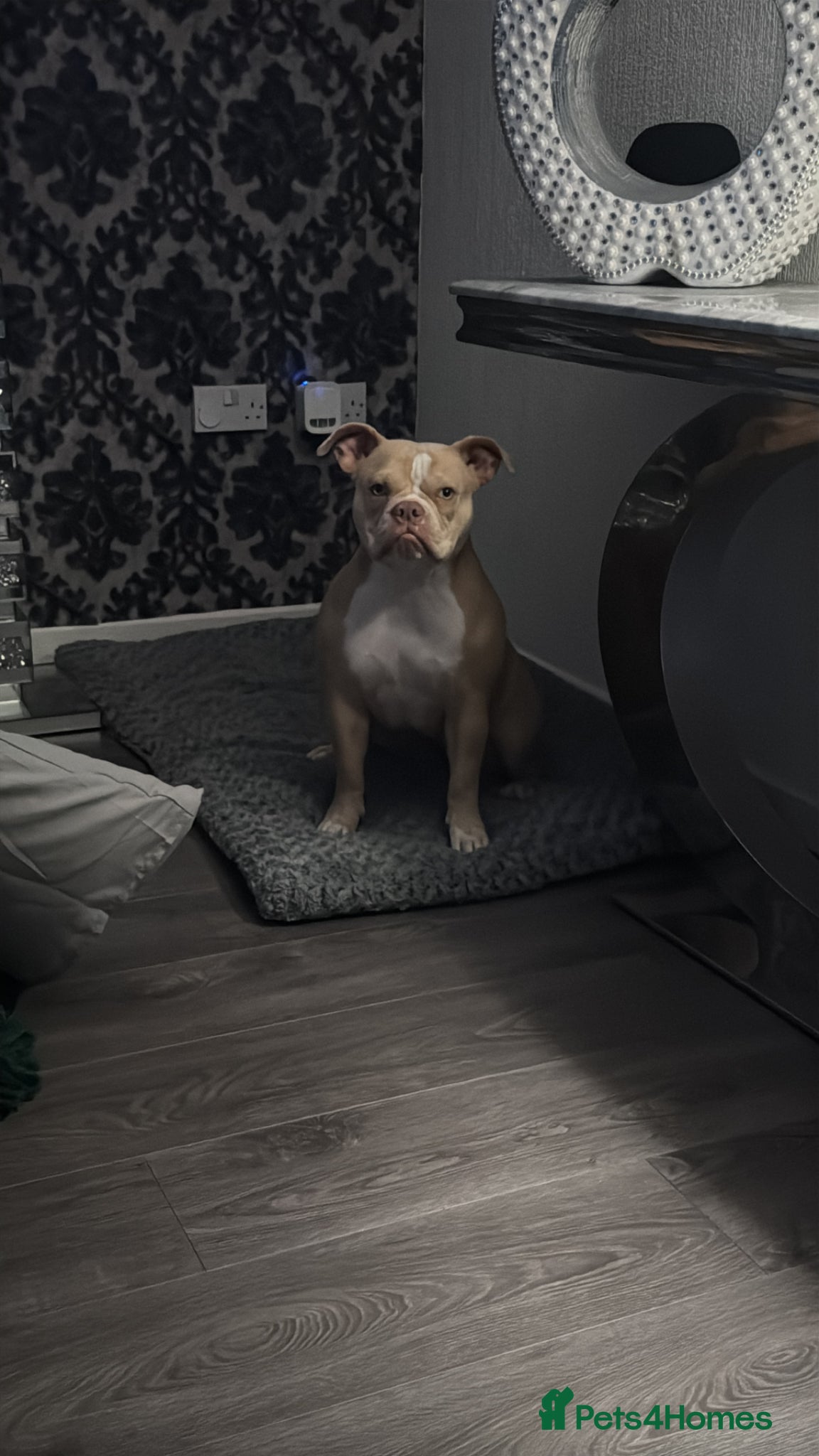 American Bully dogs 1 year old pocket bully  - Advert 6