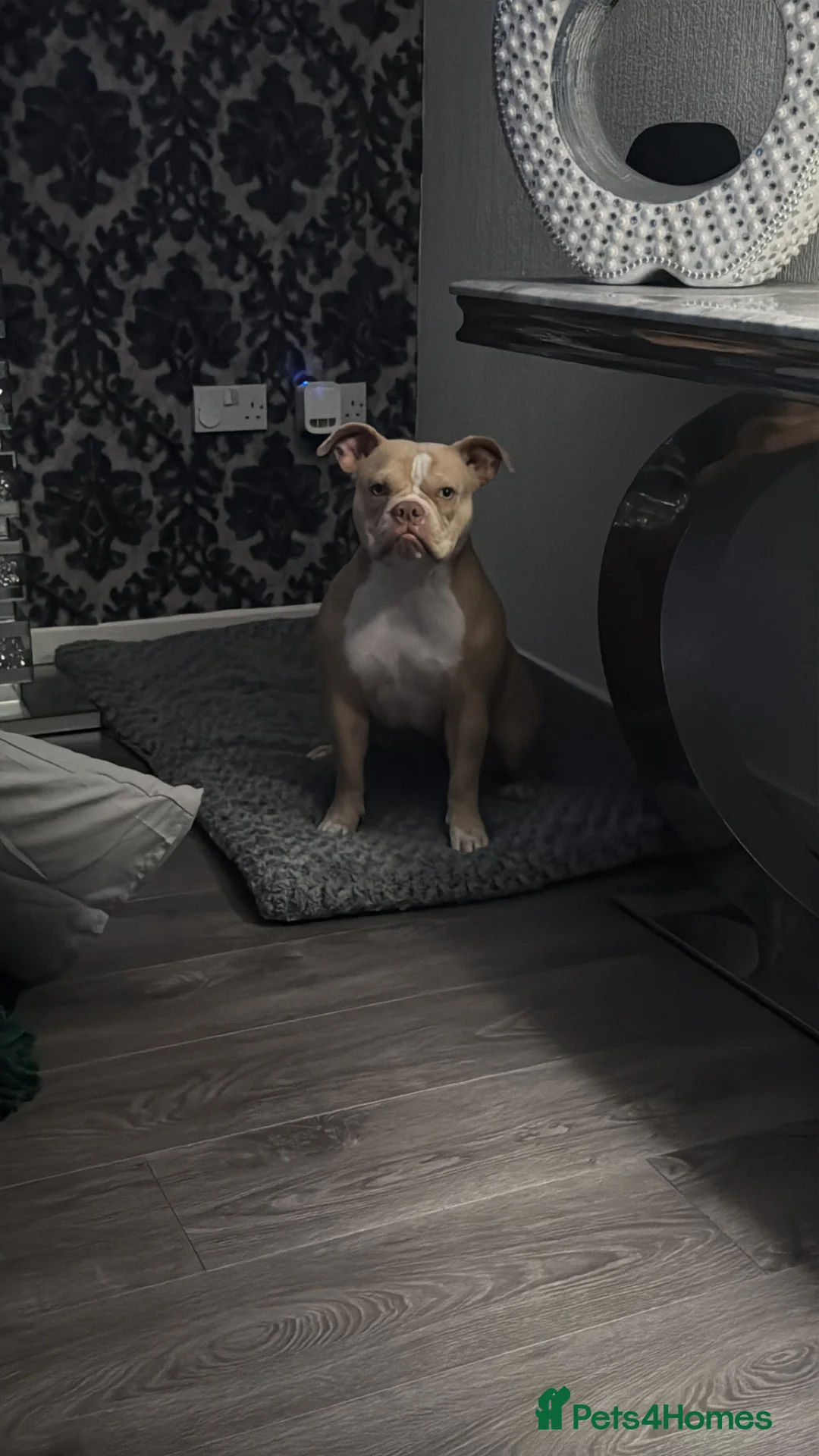 American Bully dogs for sale: 1 year old pocket bully  in Hyde - Advert 1