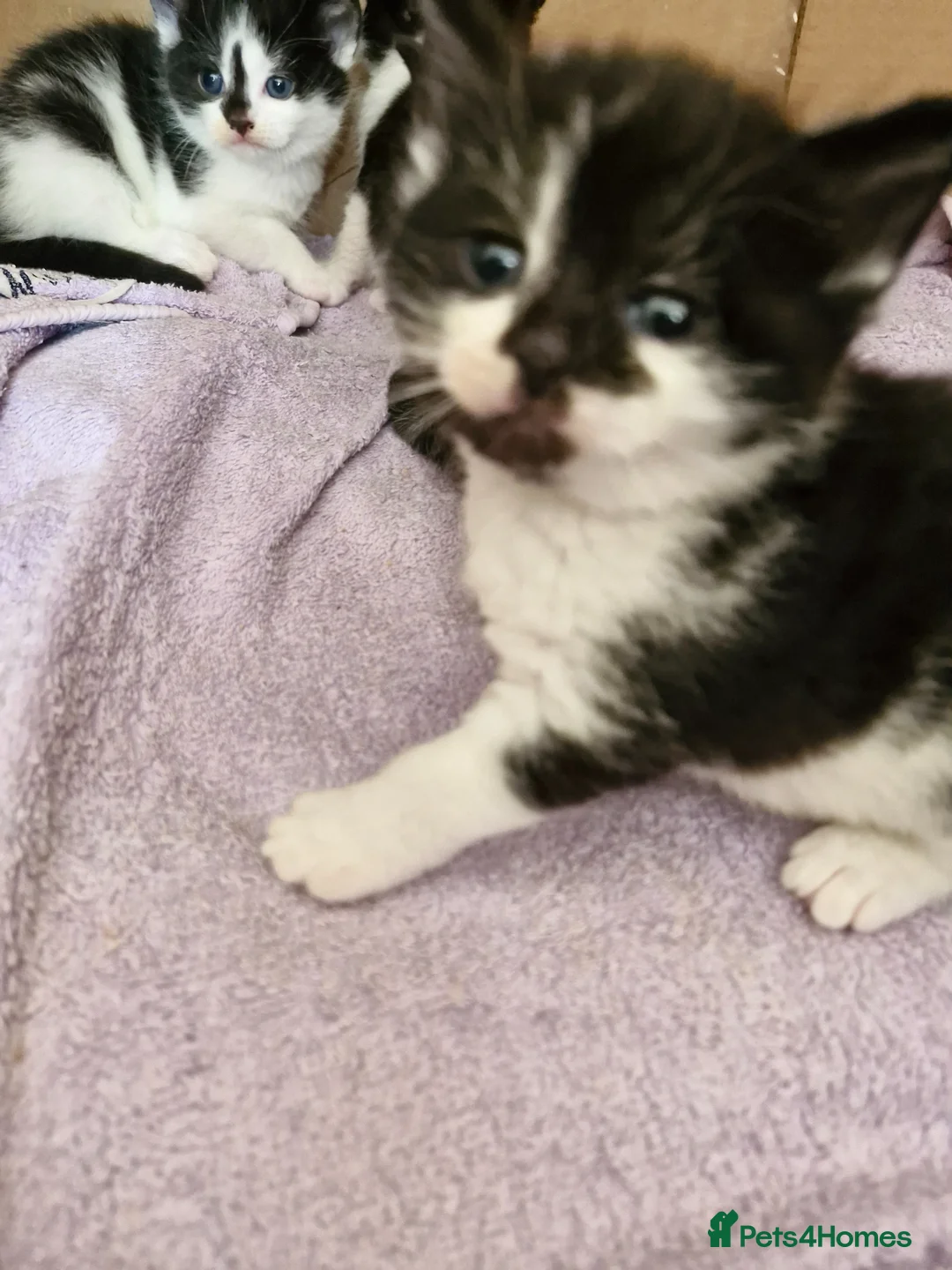 Mixed Breed cats for sale: Black and white kitten x2 and 1 black - Advert 5