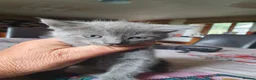 Mixed Breed cats for sale: Lovely kittens - Advert 3