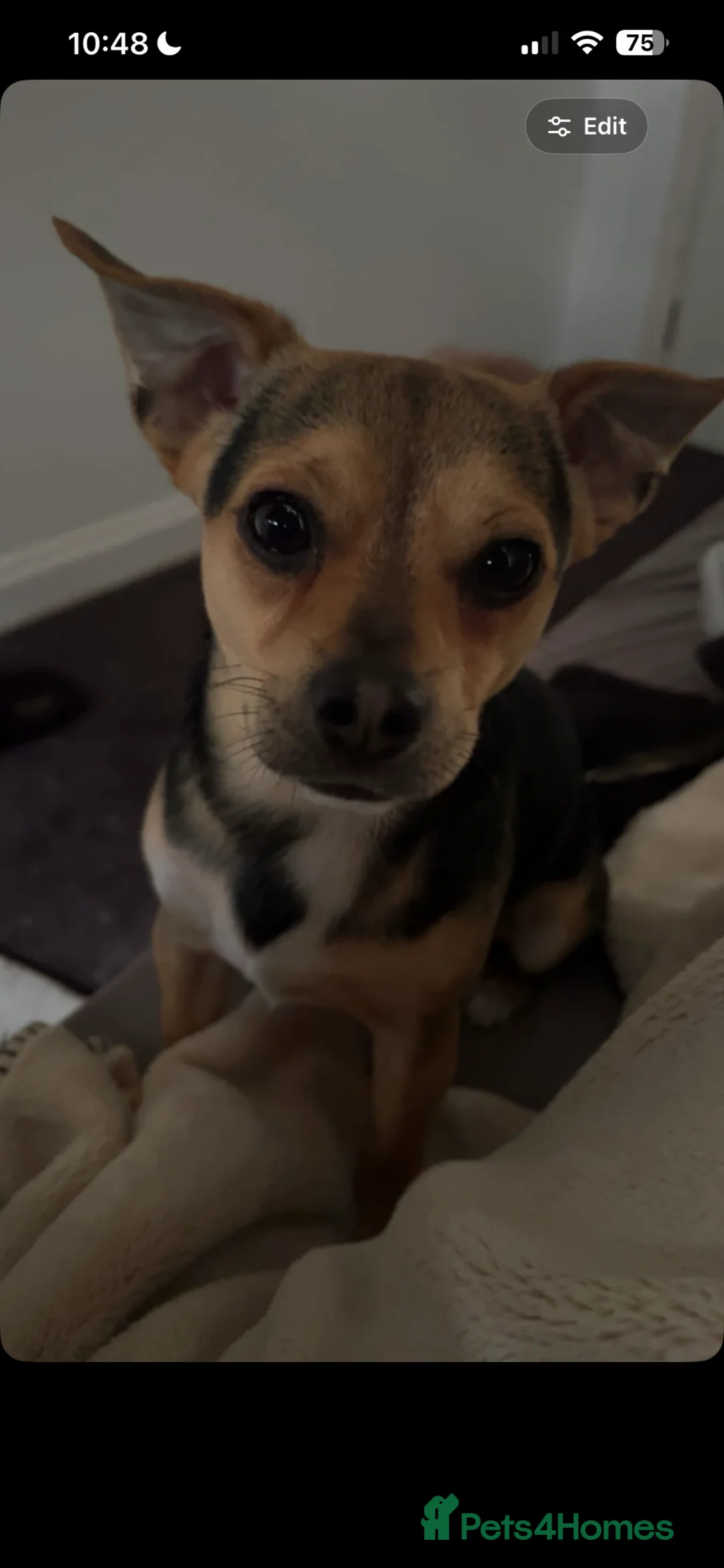 Jack Chi dogs for stud: chihuahua x jack russel stud loki🐾 in Romford - Advert 5