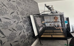 Parrots birds for sale: Large Parrot Cage - Image 2