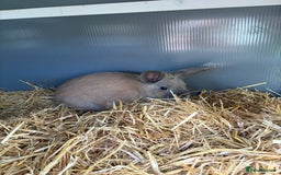 Mini Lop rabbits for sale: One mini lop available to go to a loving home  - Image 6