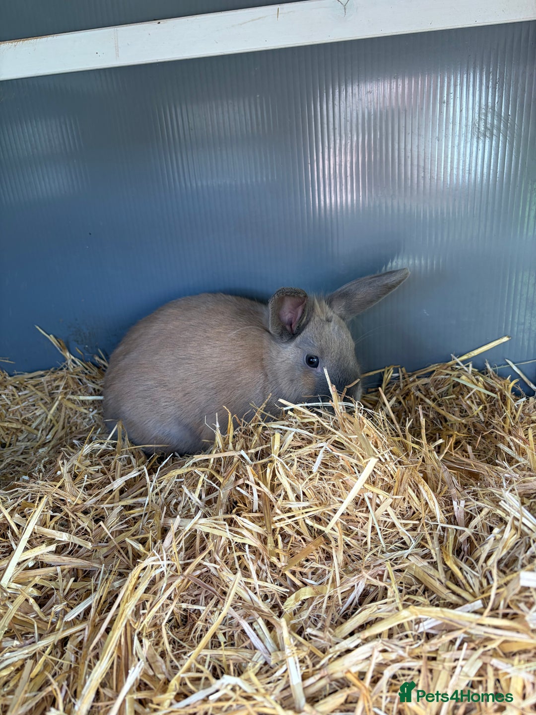 Mini Lop rabbits for sale: One mini lop available to go to a loving home  - Image 6