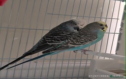 Budgerigars birds for sale: Budgies for sale  - Image 6