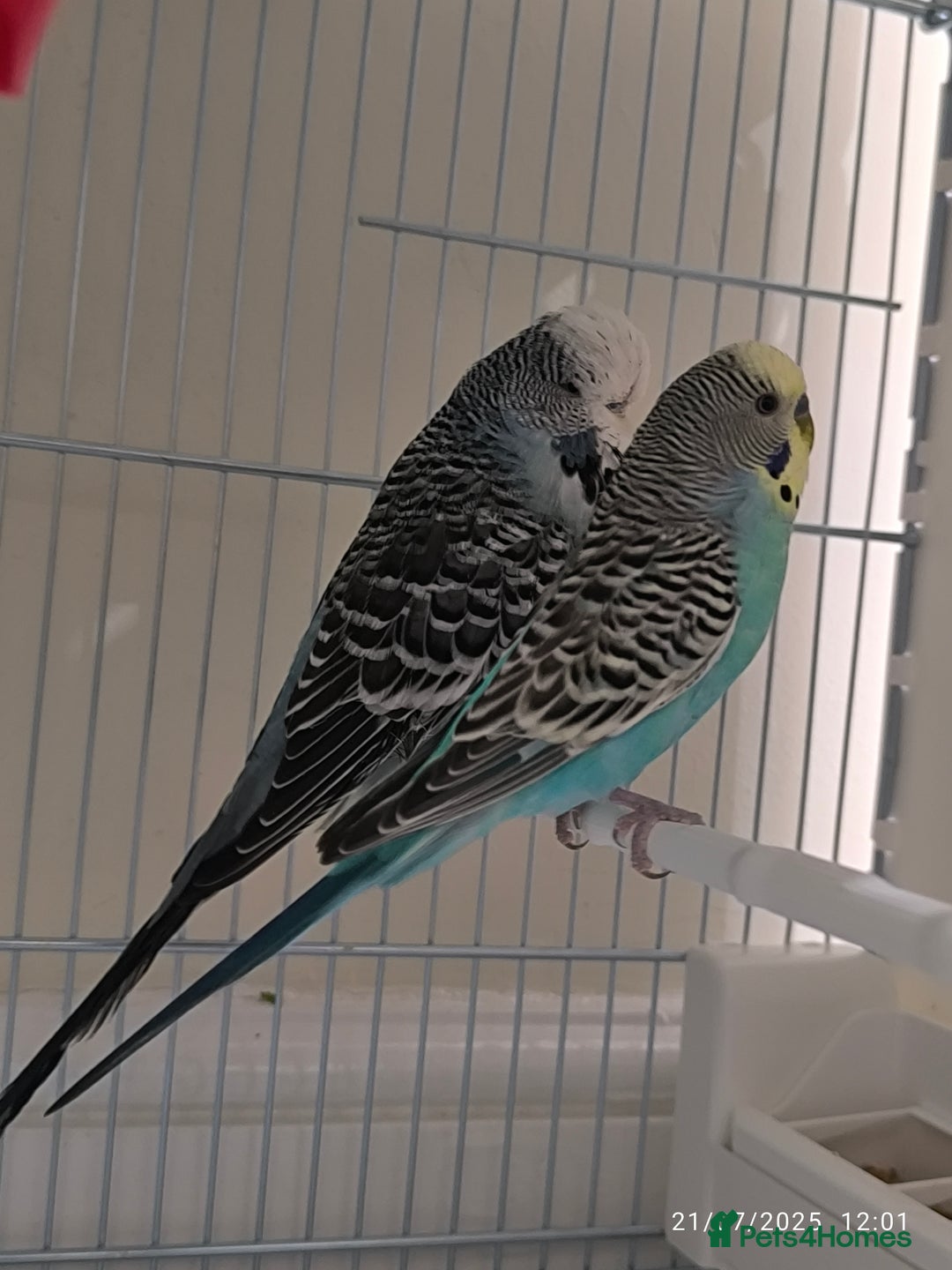 Budgerigars birds for sale: Budgies for sale  - Image 6