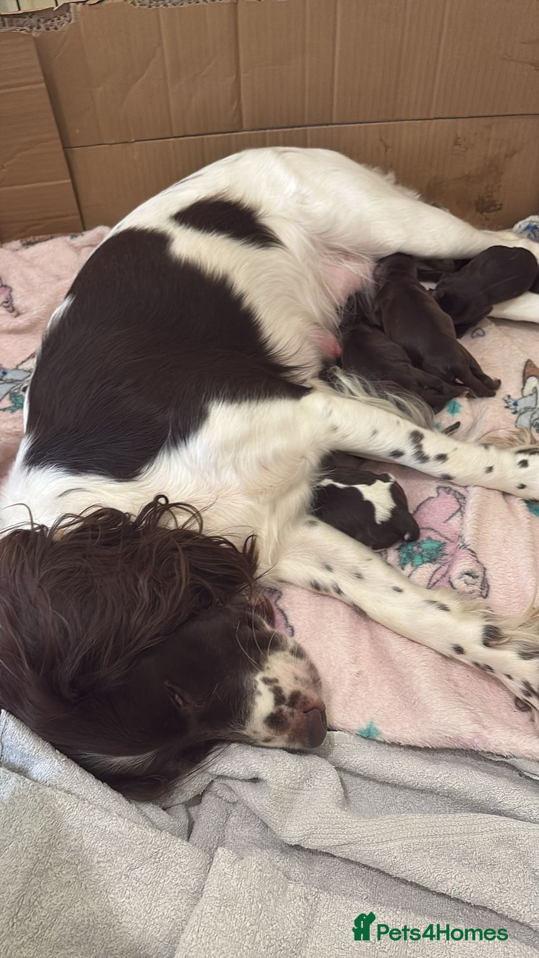 Cocker Spaniel dogs for sale: Working cocker spaniel puppies - Image 3