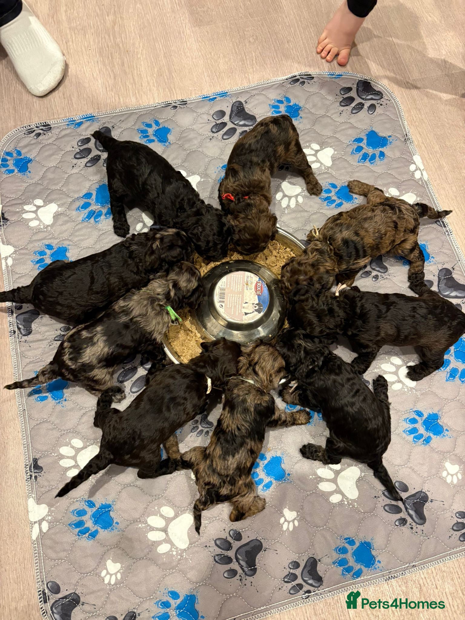 Miniature Poodle dogs Beautiful Merle Miniature Poodles - Advert 9