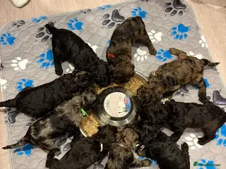 Miniature Poodle dogs Beautiful Merle Miniature Poodles - Advert 15