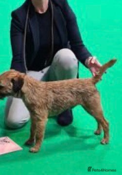 Border Terrier dogs 💕🐶 gorgeous kc reg Border Terrier puppies  🐶💕 - Advert 2