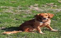 Golden Retriever dogs for sale: Golden Retriever Puppies - Image 4