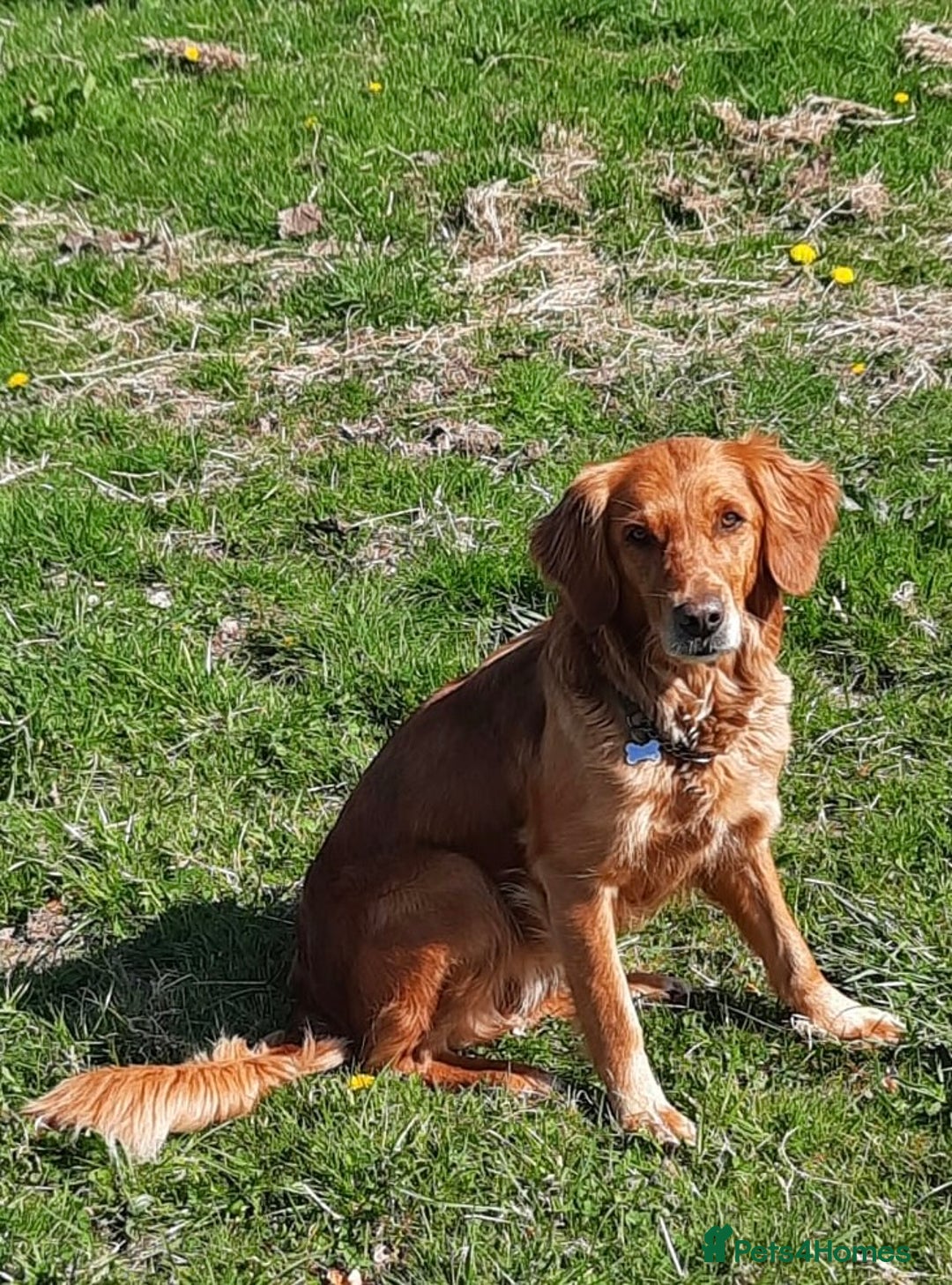 Golden Retriever dogs for sale: Golden Retriever Puppies - Image 4