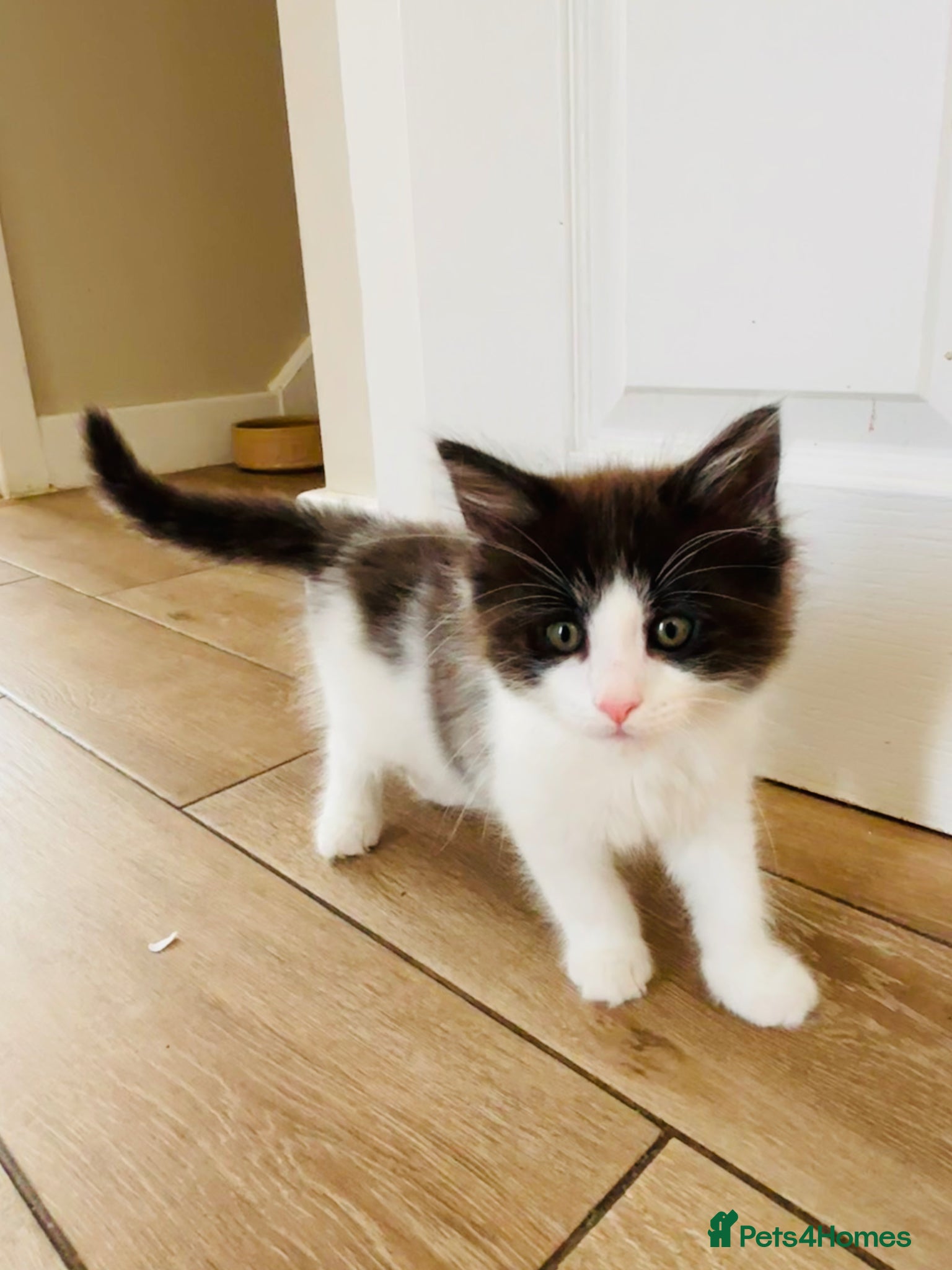 Turkish Van cats Stunning Turkish van mix READY NOW REDUCED £225 - Advert 1