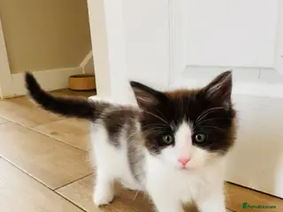 Turkish Van cats Stunning Turkish van mix READY NOW REDUCED £225 - Advert 11