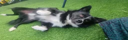 Mixed Breed dogs for sale: Male neutered dog in Prestatyn - Advert 4