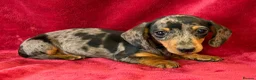 Miniature Dachshund dogs for sale: KC Reg*Non endorsed*Silver Dapple*Mini Dachshund in Newark - Advert 3