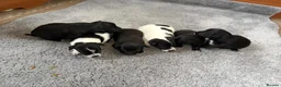 Jack Chi dogs for sale: 6 Adorable Puppies for Sale-4 Black, 2 Blac &White in Stourport-on-Severn - Advert 22