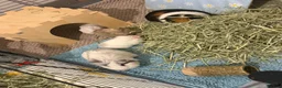 Guinea Pig rodents for sale: Baby guinea pigs available to reserve  - Advert 5