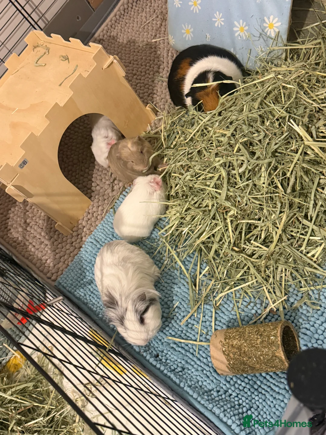 Guinea Pig rodents for sale: Baby guinea pigs available to reserve  - Advert 5