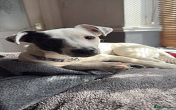 Jack Russell dogs for sale: Jack Russell for sale - Image 1