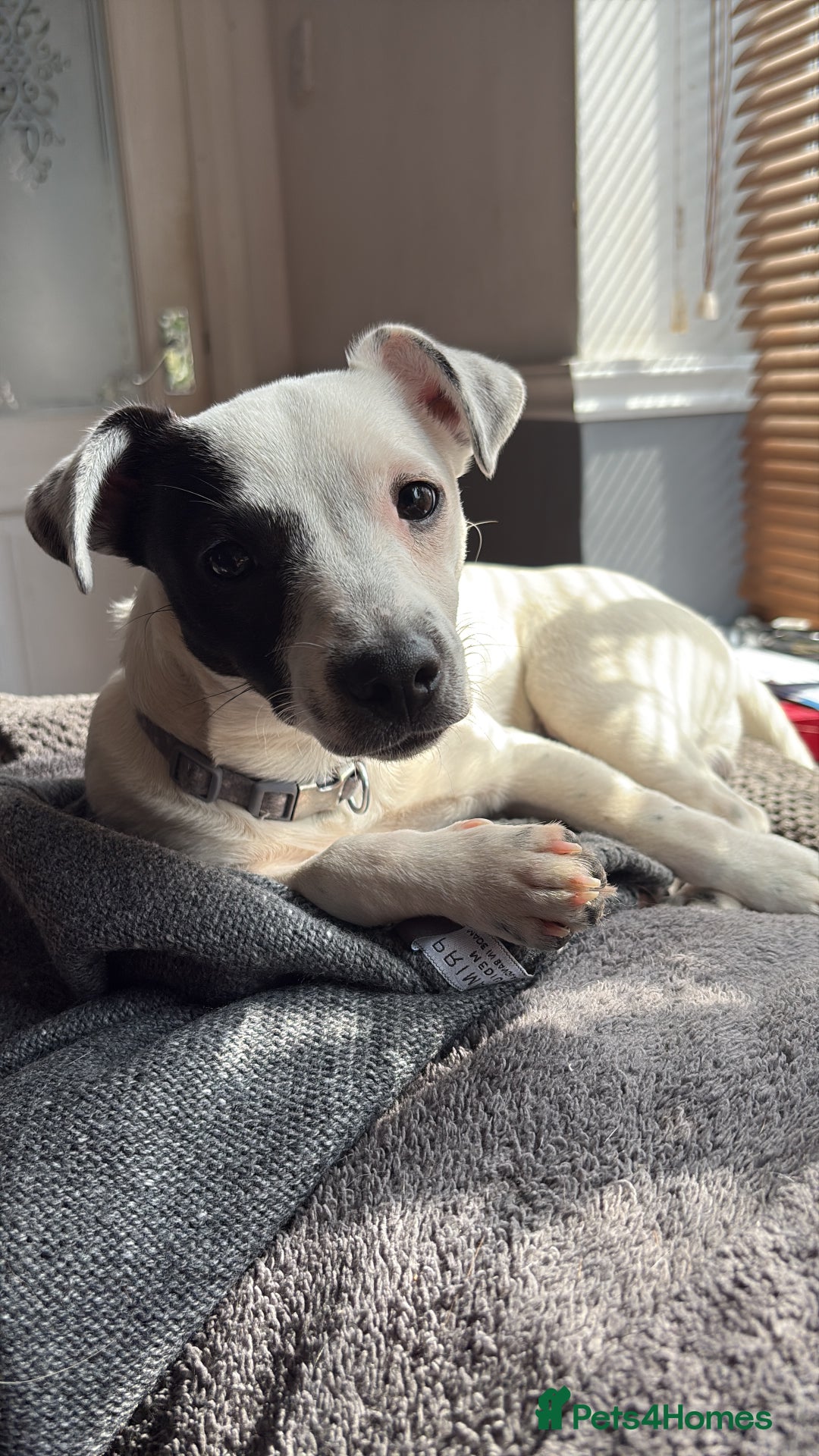 Jack Russell dogs for sale: Jack Russell for sale - Image 1