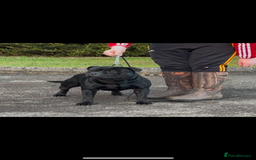 Staffordshire Bull Terrier dogs for sale: Staffordshire Bull Terrier Pups  - Image 2