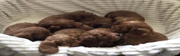 Cockapoo dogs for sale: Beautiful f2 cockapoo puppies - Advert 13