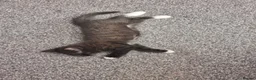 Mixed Breed cats for sale: Beautiful little Gizmo(Gizzy) kitten in Hayling Island - Advert 4