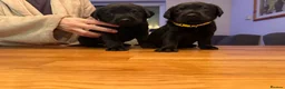 Labrador Retriever dogs for sale: Black Labrador male pup - Advert 11